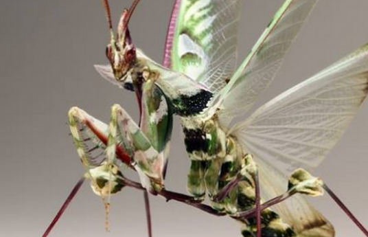 有“蟑螂”！男子误杀邻居宠物赔了400元