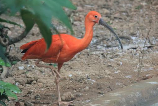 “世界最红”的鸟 苏州动物园迎来“新朋友”