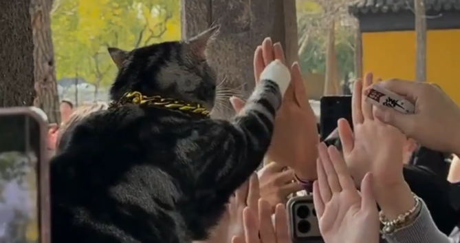 西园寺网红猫，会跟游客击掌互动