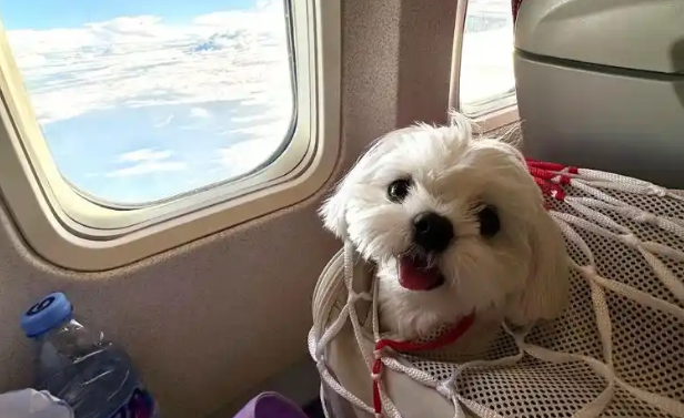 航司竞相布局 “宠物进客舱” 服务，为铲屎官提供便利