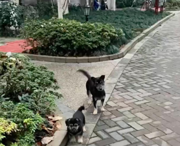 流浪狗母子被抓，妈妈为掩护小狗逃走，自己中毒箭惨死！