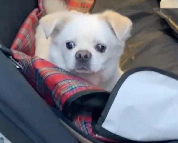 走丢7年的狗狗，再次从救助站领养到它！