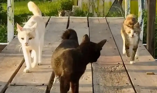 49岁女白领收养流浪猫，每月花掉工资大半