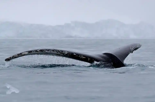 虎鲸母子和 12 只海豚被困废弃海洋公园