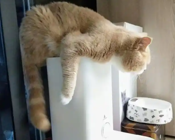 猫咪等了半个小时，铲屎官还不“放饭”