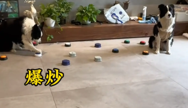 男子不想给狗子“炒狗粮“，挑拨离间两只狗，计谋得逞