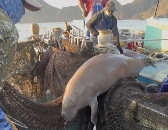 中国台湾渔民捞到3米长的儒艮：早已功能性灭绝 又复活了?