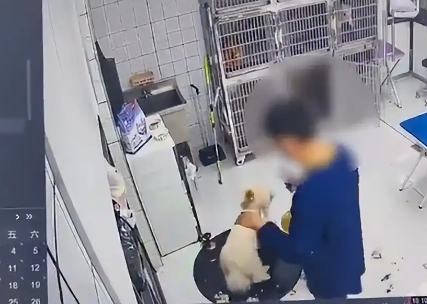 江苏淮安一宠物医院暴力摔打宠物狗，院方致歉：涉事员工已被开除