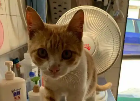 猫咪扒门求收养，女子没给猫开门，不料洗漱时被猫吓到