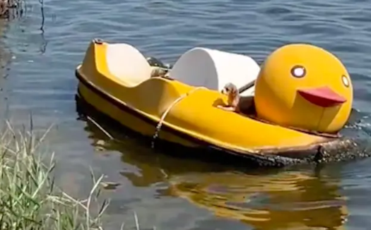 学生反复将小狗扔进河里，为了躲避，它被迫游到对岸