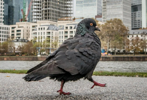 拉的实在太多了！德国一火车站向鸽子投放避孕药