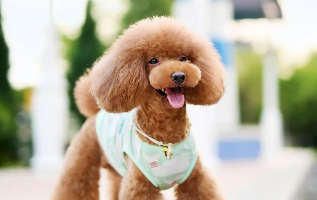 当“顶流”沦为弃儿：泰迪犬弃养潮背后的责任缺失