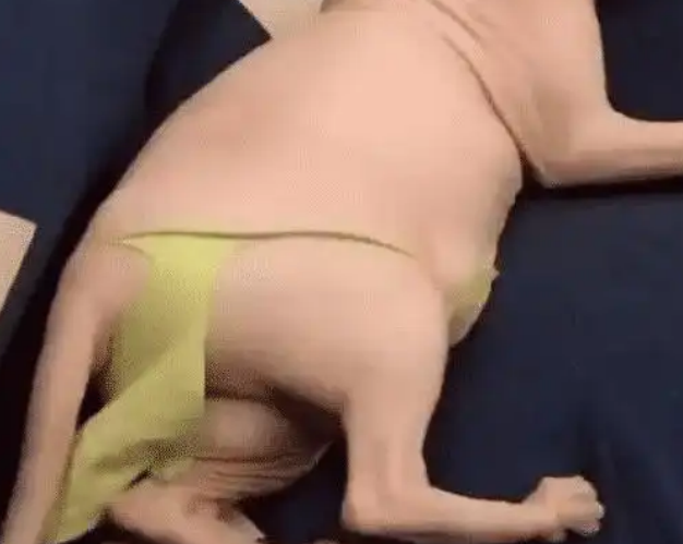 奶奶嫌无毛猫太“暴露”，给猫做了衣服，奈何成品...