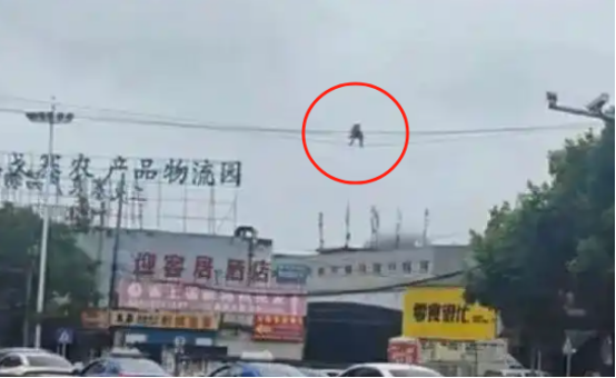 贵阳街头一只猴在高空走电线，当地：正常现象