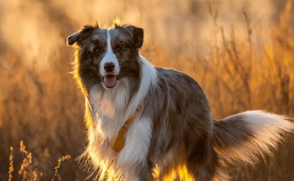 “它经济”爆发，宠物服务岗需求猛增