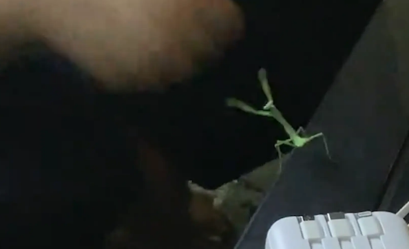 男子公园偶遇螳螂，并跟其打拳。网友：好一个螳螂拳