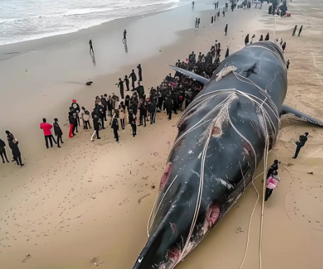海南陵水搁浅鲸鱼抢救无效死亡 专家称 “集体自杀” 说不科学
