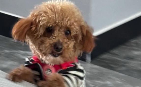 “上海最大基地” 宠物店乱象丛生，引发网友关注