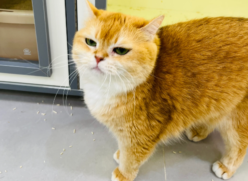 游客排长队只为“击掌”沾好运？网友：放过猫猫吧