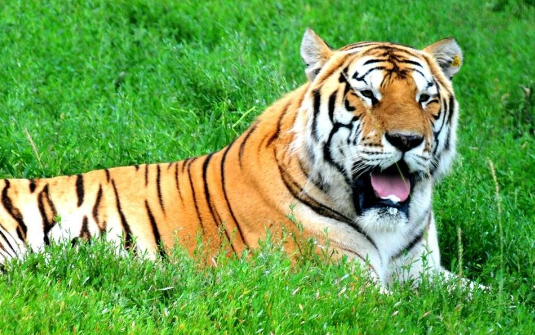 宠物狮有异食癖，饲养员被当成食物吃掉