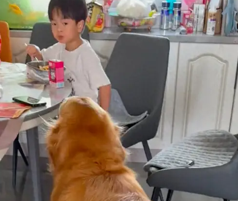 妈妈被孩子给气哭了，金毛竟去让孩子道歉