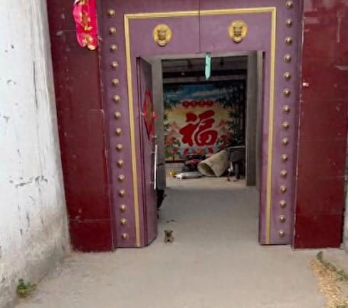 刚买几天的田园犬，就知道在门口看家护院，太有灵性