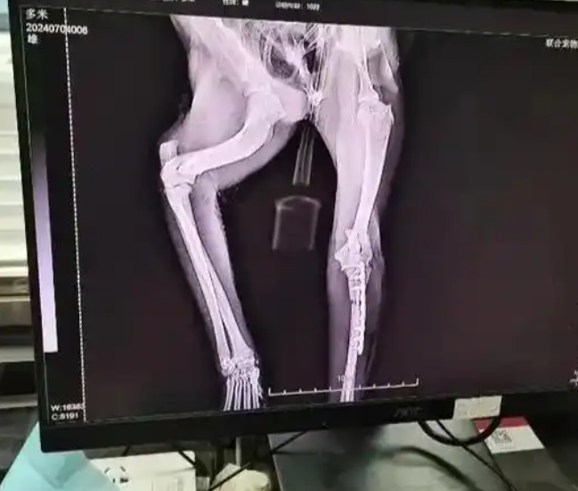 猫咪从43楼坠下奇迹生还，猫咪高空坠落时“易伤不易死”