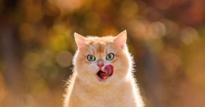 宠物如何成为家庭新宠并引领消费新风尚