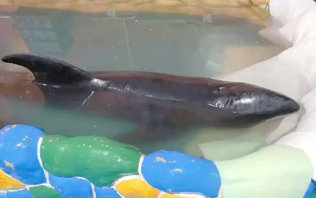 海豚搁浅 该不该拖上浅滩？平潭一男子救助海豚引争议