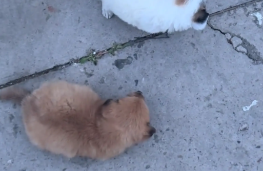 女子儿子把金毛当坐骑，看呆俩小奶狗