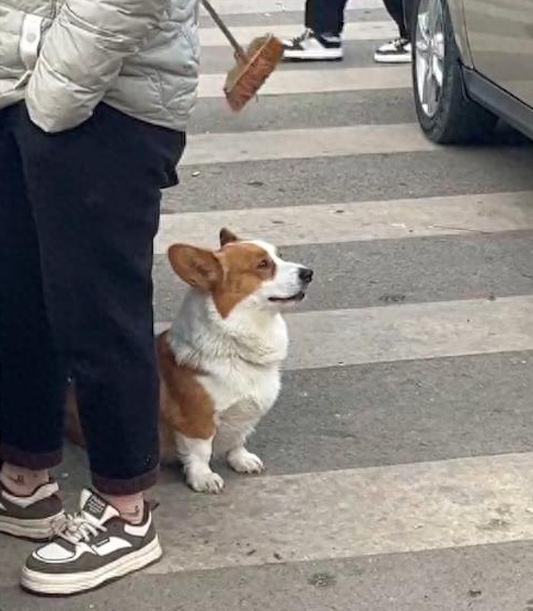 主人在排队买臭豆腐，狗狗在旁边闻得有点想呕吐！