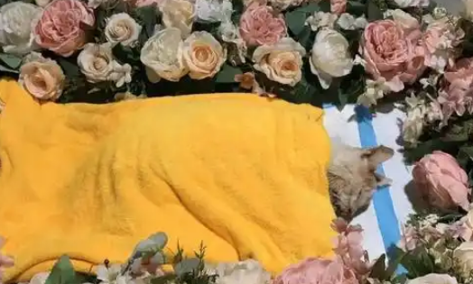 宠物殡葬：一场关于生命、商业与文明的博弈