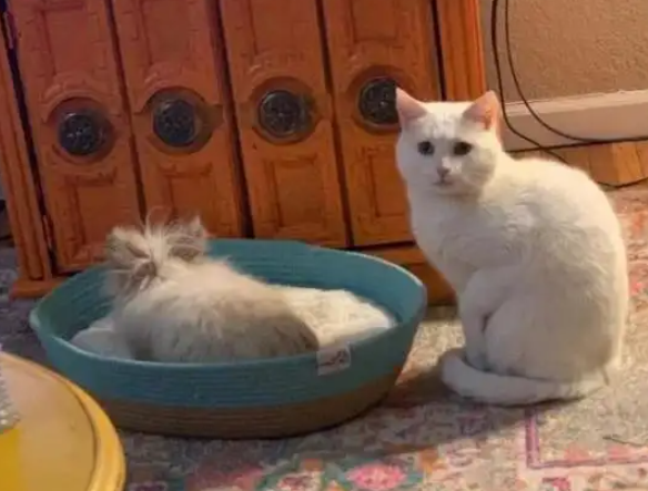 家有怂猫，被兔子欺负惨了都不敢反抗