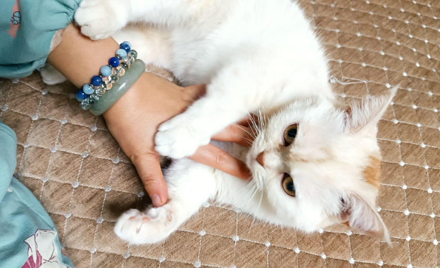 没想到，宠物成了社恐女孩的 “社交救星”