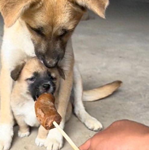 小狗想吃主人手里的香肠，被狗妈拦住教育！