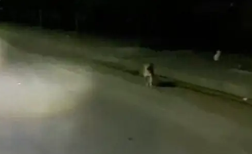 喂了几次小卖部老板的狗后，每次它都要上自己的车！