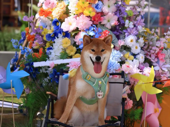 成都：“它经济”蓬勃发展，引领“宠物友好”新风尚