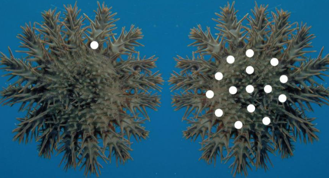 AI保卫珊瑚，顺便拯救了“一只只给海星打毒针”的人类