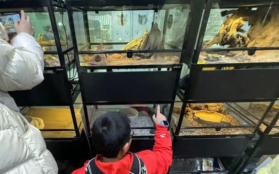 蛇宠成异宠市场新晋“流量担当”