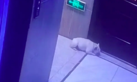 主人进家随手关门，把狗关到了门外！它也不叫，在门口等了几小时 