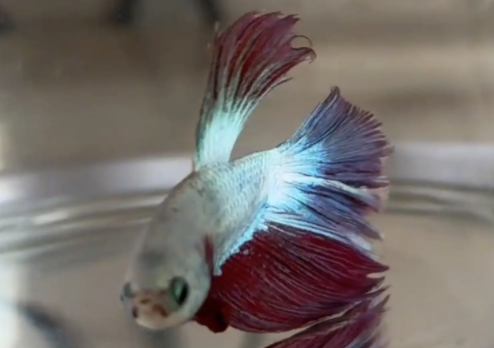 斗鱼躺在缸底，女子吓坏了，又是敲缸又是喊