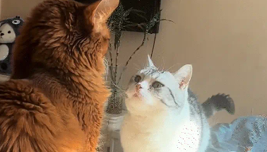 猫咪摆出会功夫的姿势，结果因腿短没打到还被对面