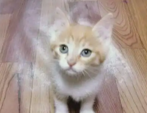 猫弟弟太粘人，冲过来扑倒橘猫，橘猫龇牙大叫：别碰我