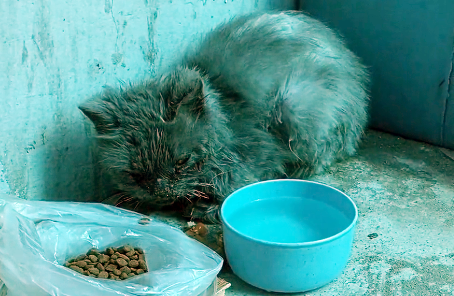 被人伤害过的流浪品种猫，全身瘦得只剩骨头，依然对人类很温柔