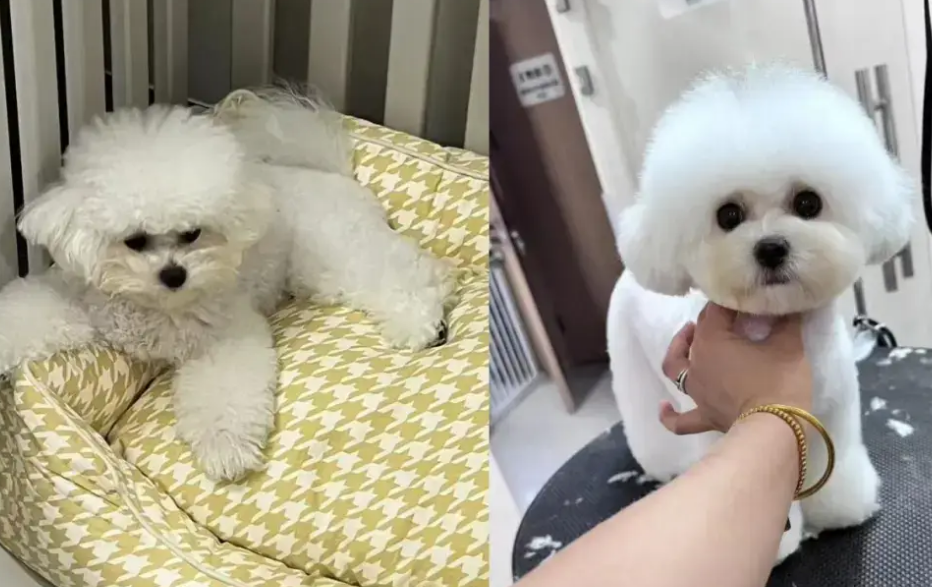 “毛孩子”带火“它经济”