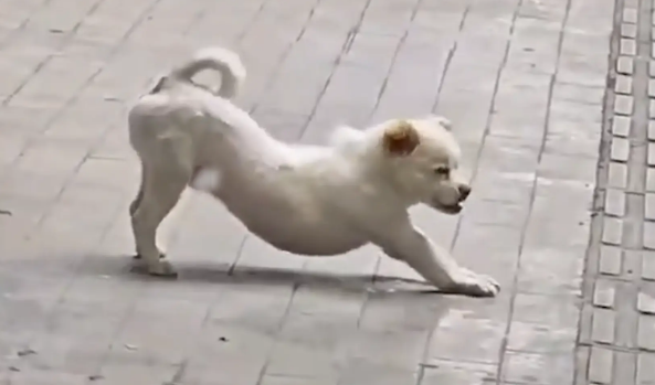 狗子在院子里拉伸，网友称其为”瑜伽狗“ 