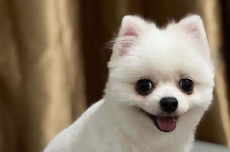 宠物能上高铁了，但携宠旅游依然寸步难行