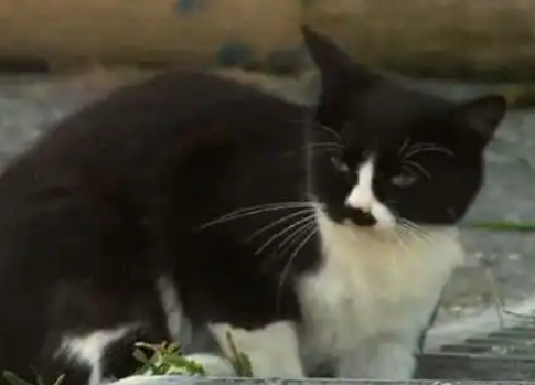 猫爸不小心把小猫丢进下水道，边掏边偷瞄猫妈