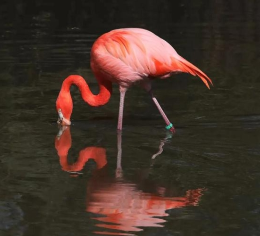 “世界最红”的鸟 苏州动物园迎来“新朋友”