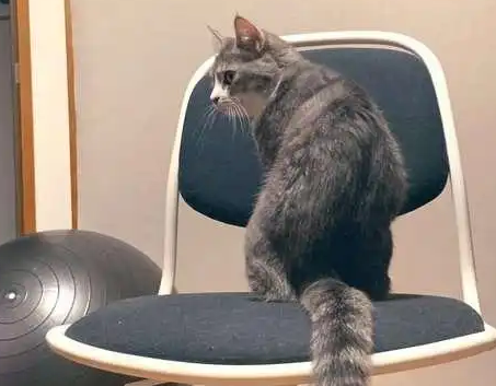 男主人坐了椅子，猫立马跳上去推人，主人无奈让位